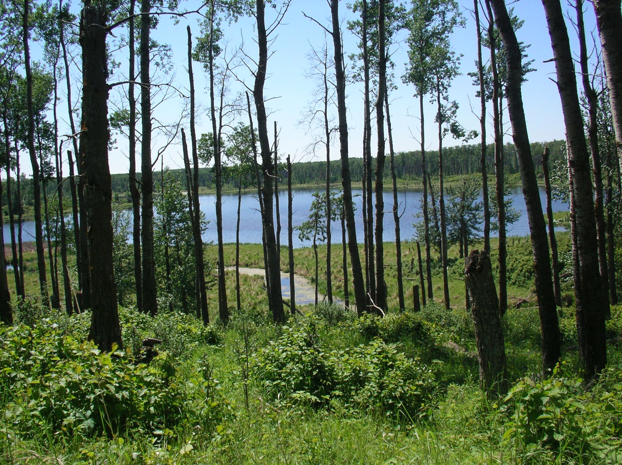 3   Park   used forest site overlooking breeding pond 2004 06 18